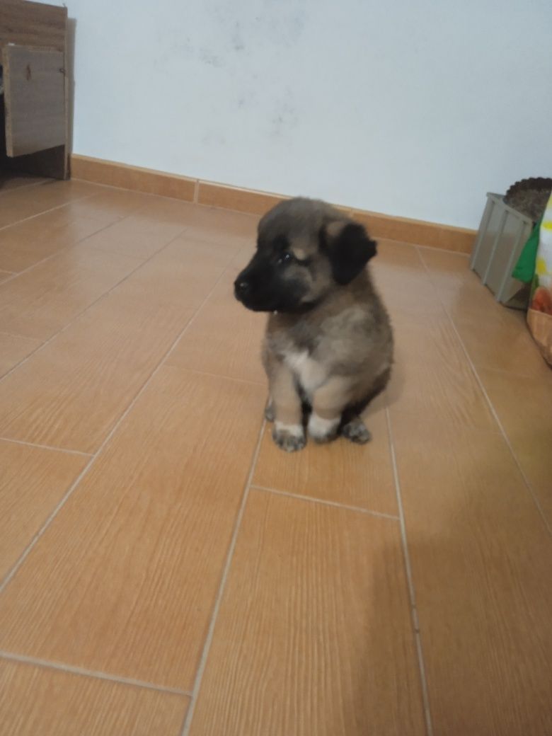 Cachorrinho Serra da Estrela