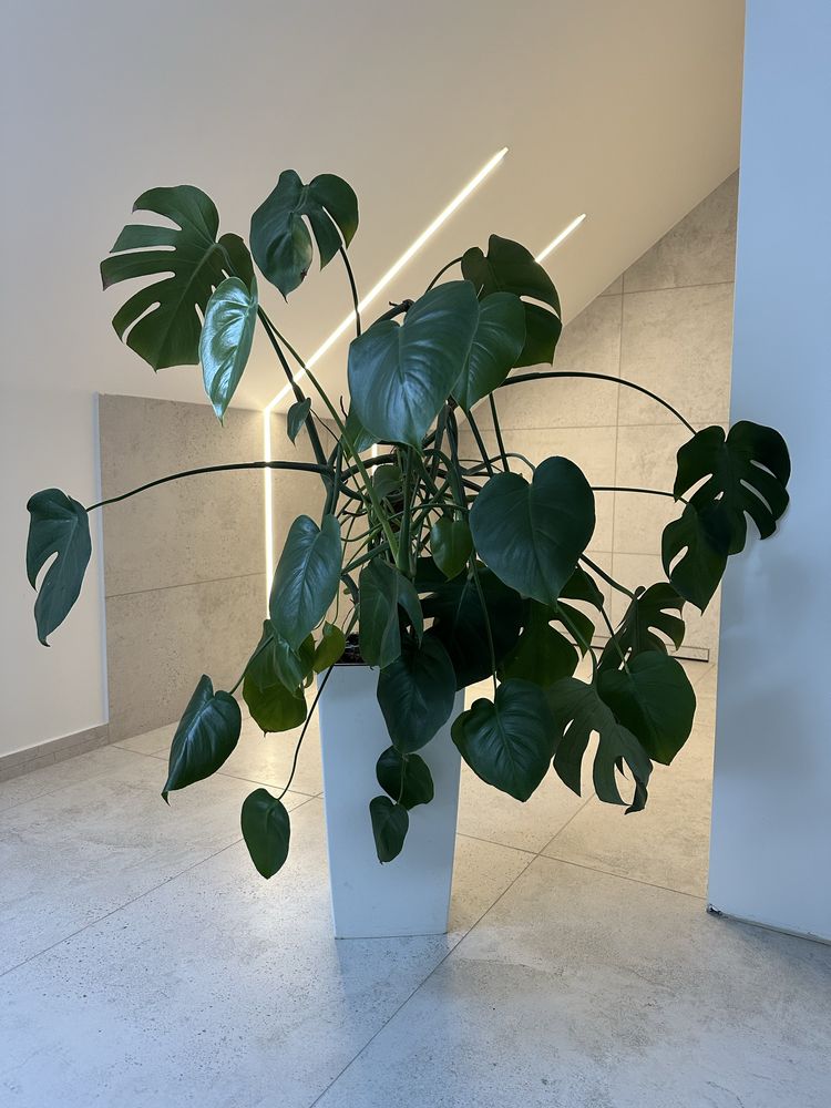 Monstera duża z donicą