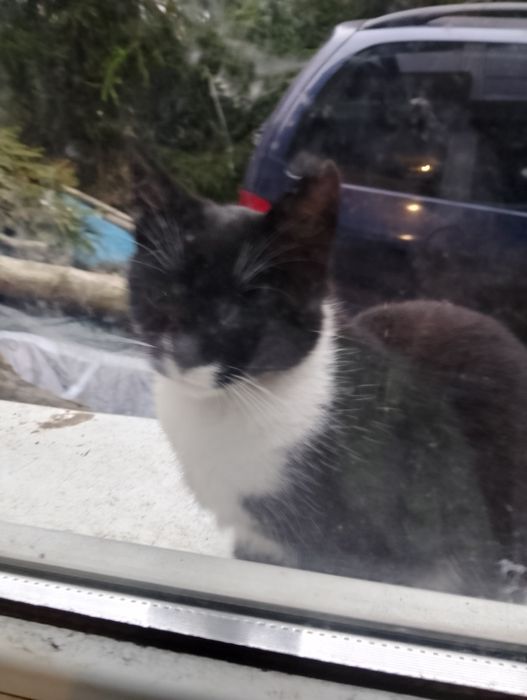 Kotek podrzutek  płeć nie znana