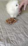 Pomeranian Szpic miniaturowy