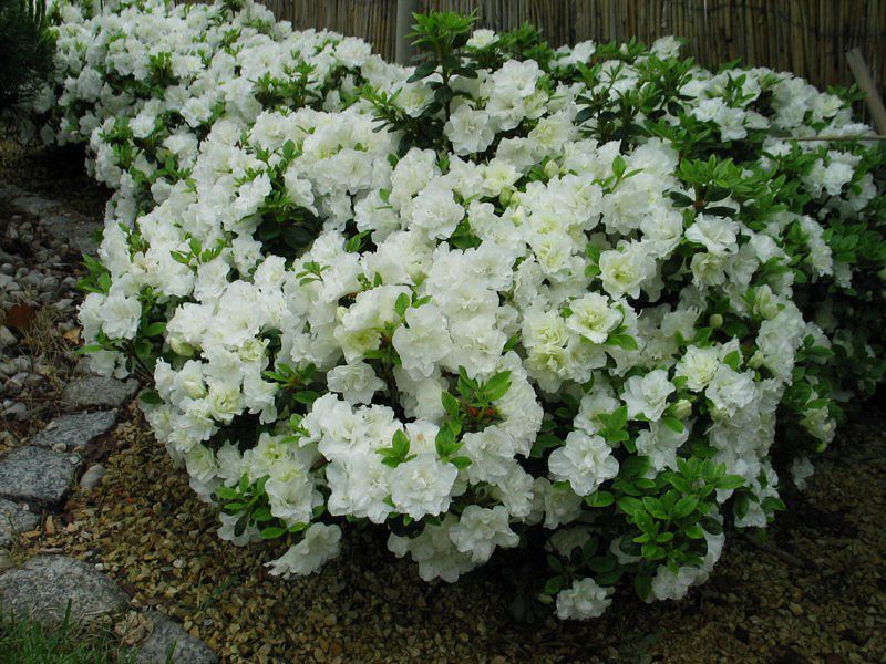Azalia Japońska Rhododendron biała i różowa doniczka 1,5L