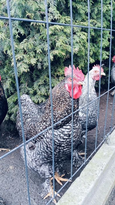 Koguty Kochiny tegoroczne.