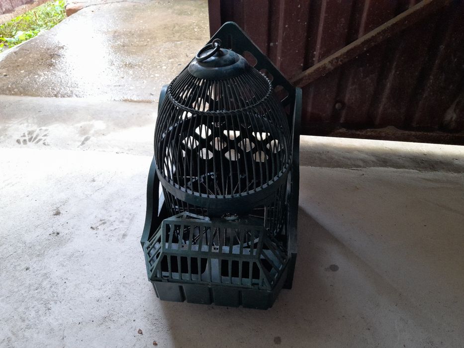 Dispenso gaiola para pombo de negaça ou perdizes