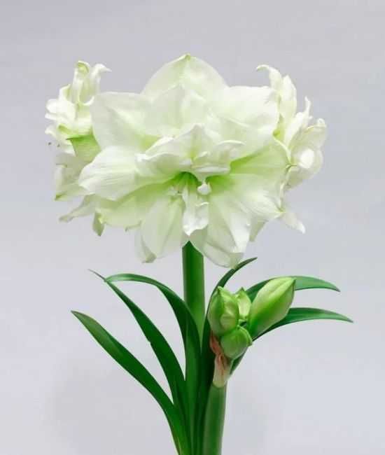 Amarylis zwartnica hippeastrum pełna biała Marilyn cebula za 39 zł