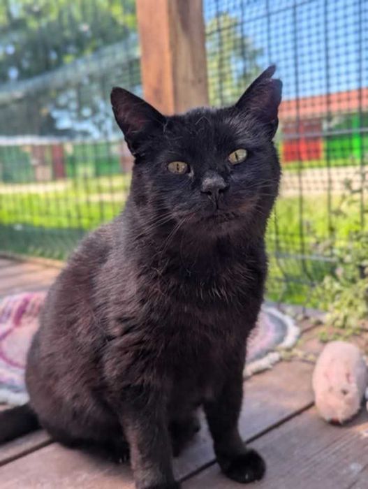 DEMON - Schronisko dla Zwierząt w Ostródzie