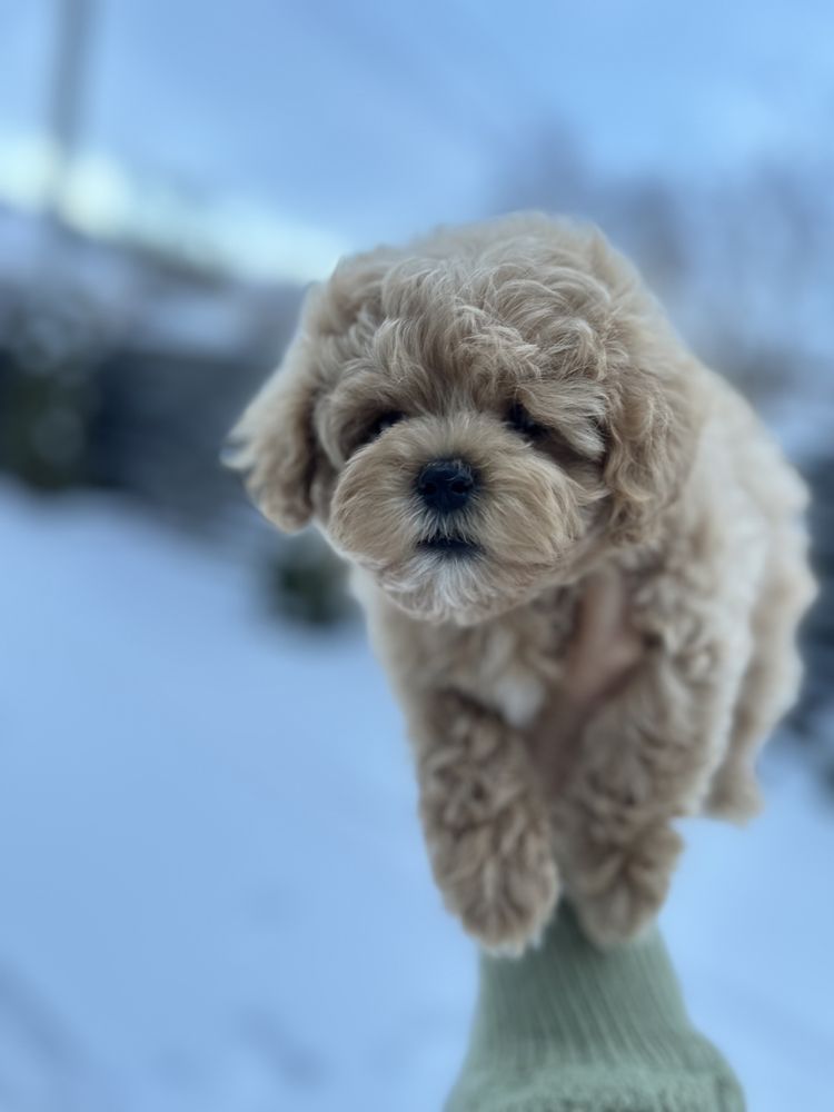 Мальтипу ф1 міні казковий хлопчик