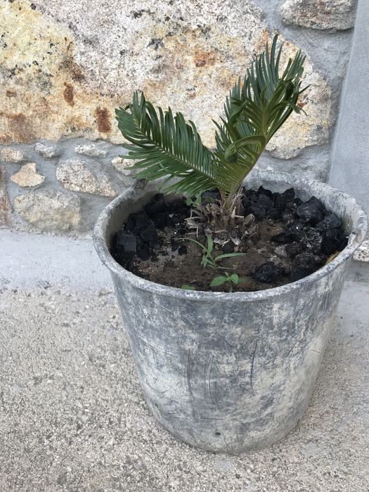 Cica / sica / cyca de jardim