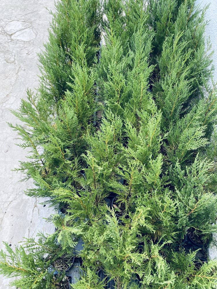 Leylands com cerca de 60 cm