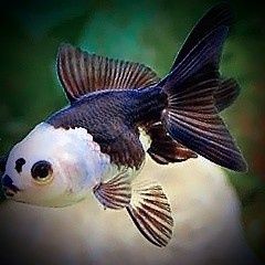 Promocja Oranda ,,Black white,, welonek welonki goldfish welon złota