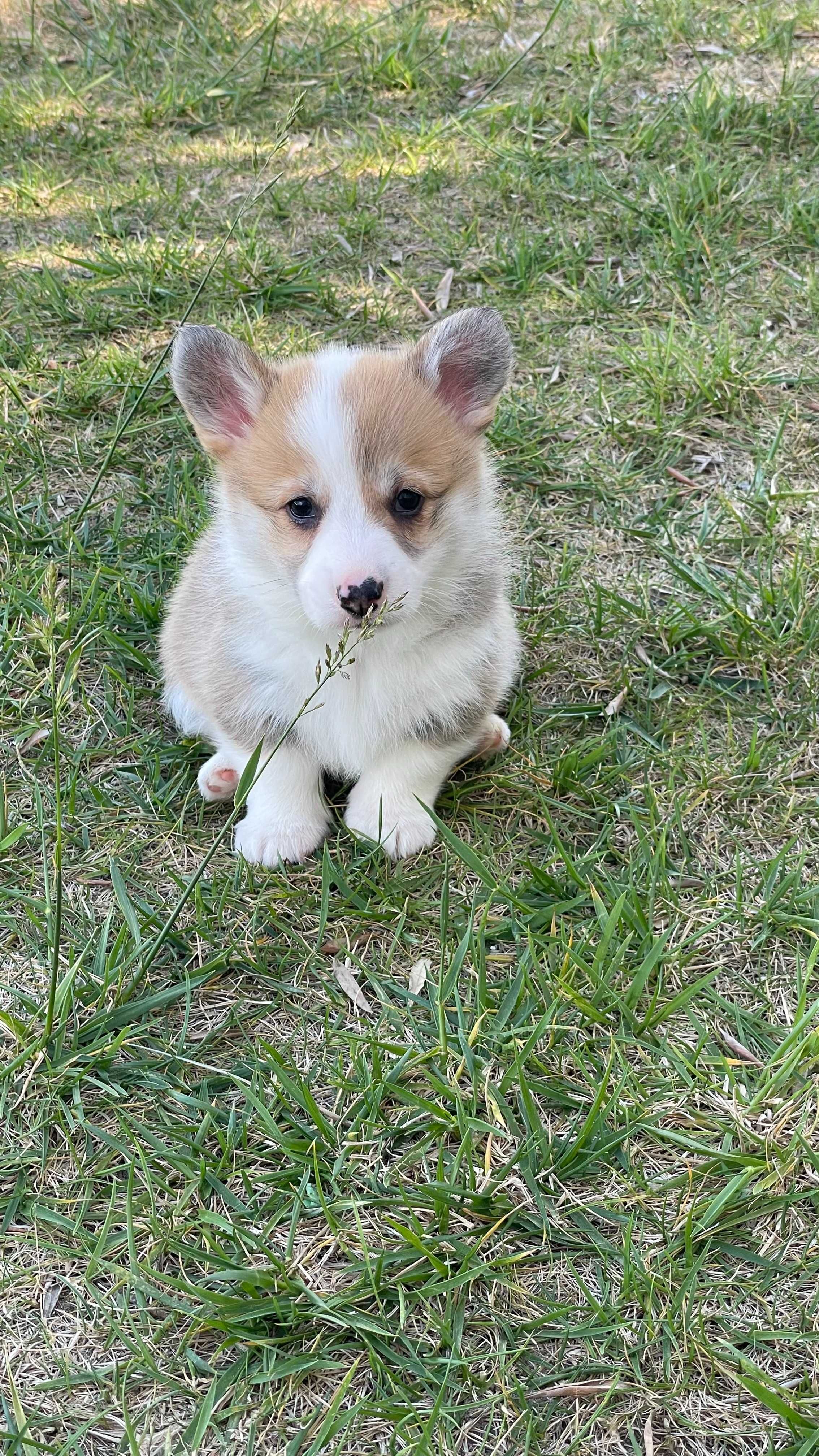 Cachorra Welsh Corgi Pembroke com LOP e Afixo