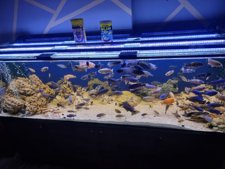 Akwarium 720l z Pyszczakami