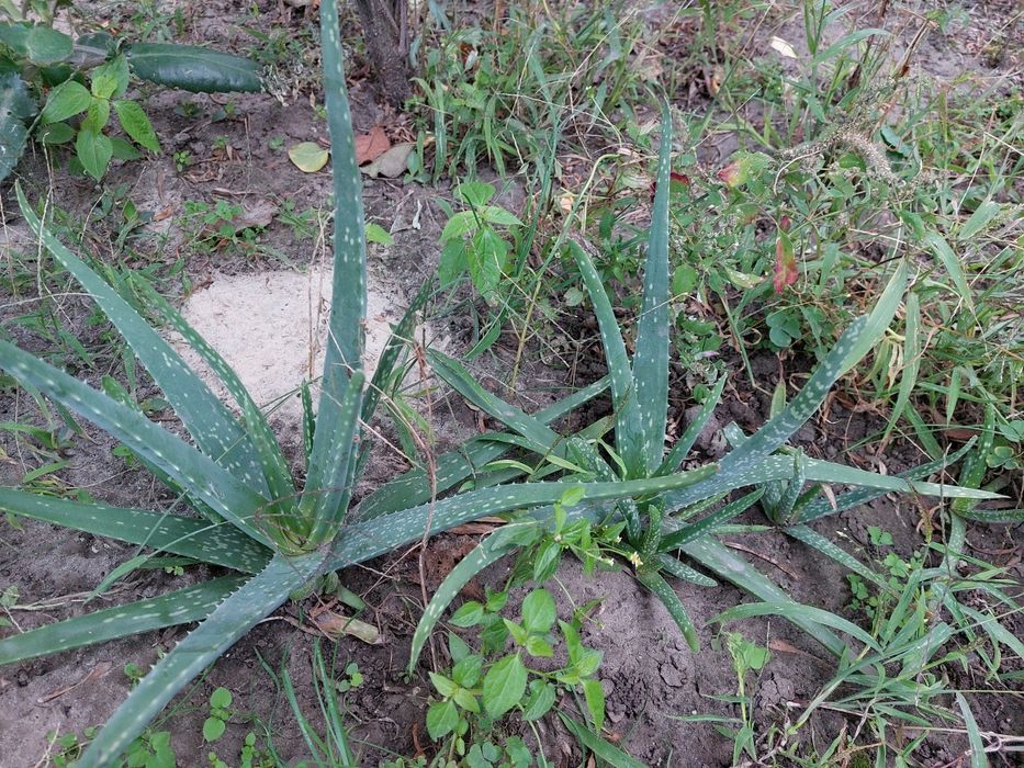 Алоє 3-х річки недорого