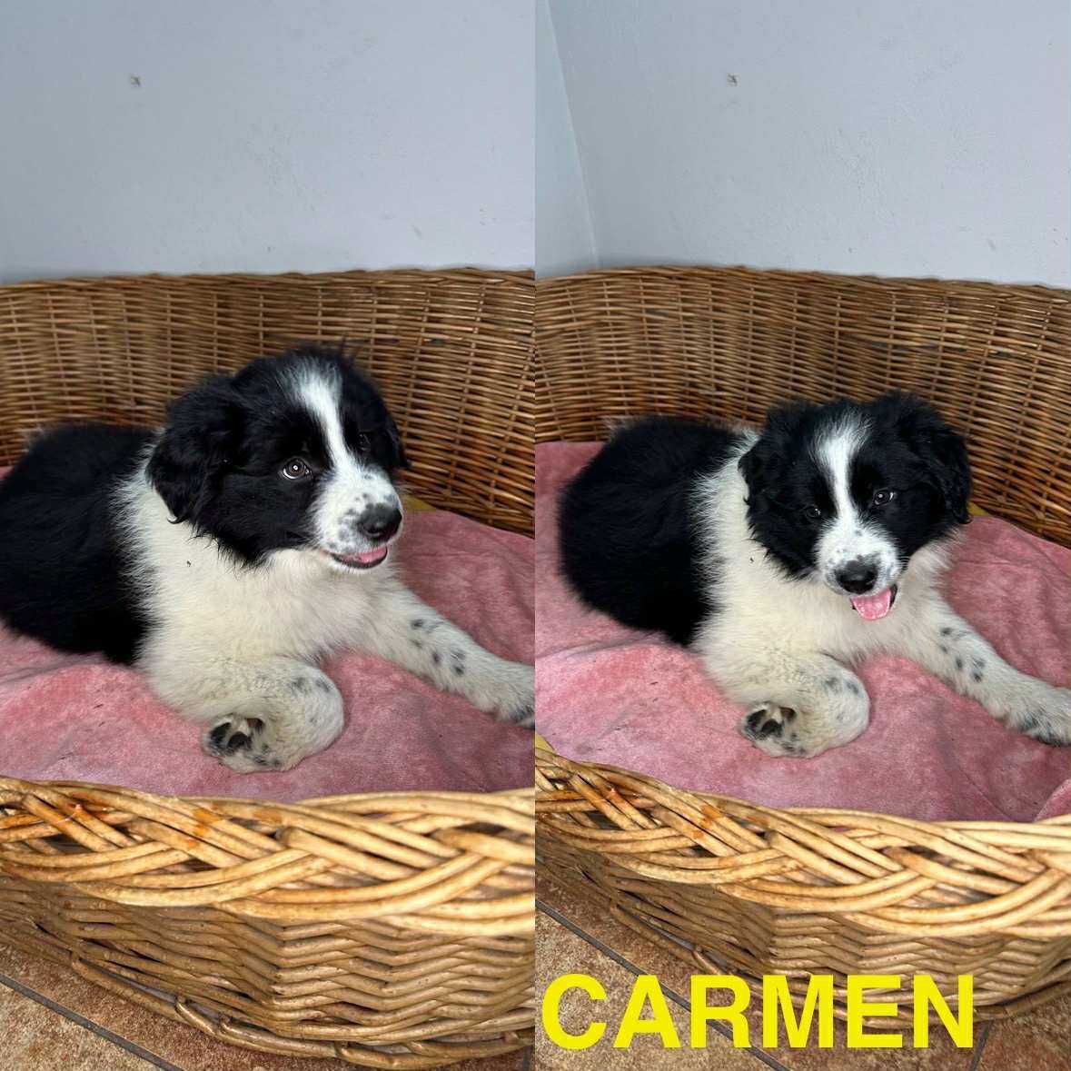 Border Collie szczeniak