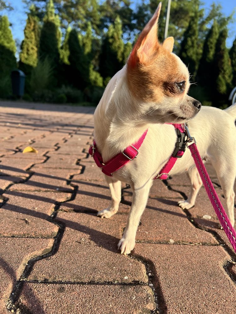 Piesek chihuahua bialy GOTOWY DO ODBIORU