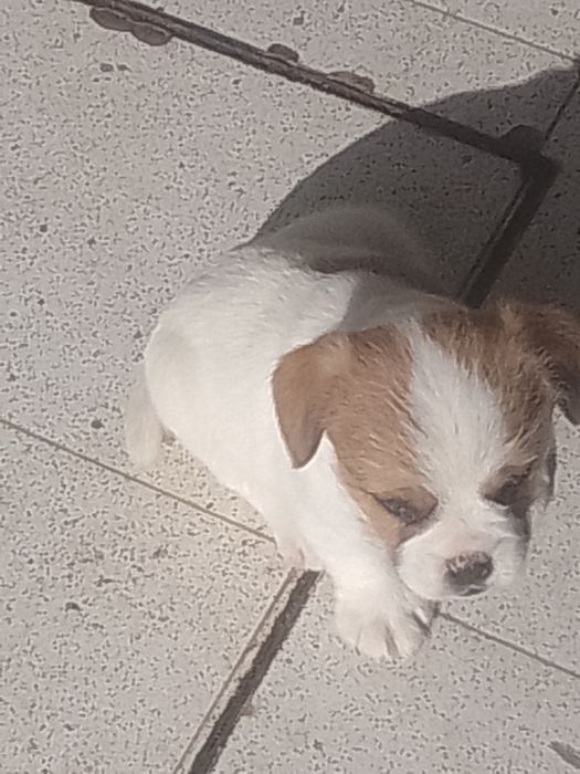 Cachorro com 2 meses para oferecer