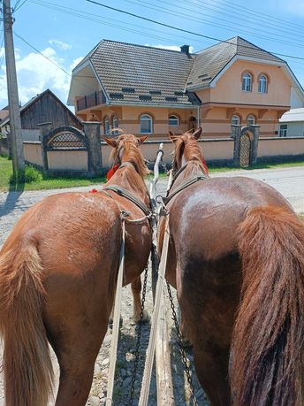 Коні пара кобила і кінь