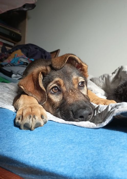 Nie pożałuje, kto Balsę adoptuje