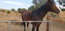 Cavalo para cobrir éguas