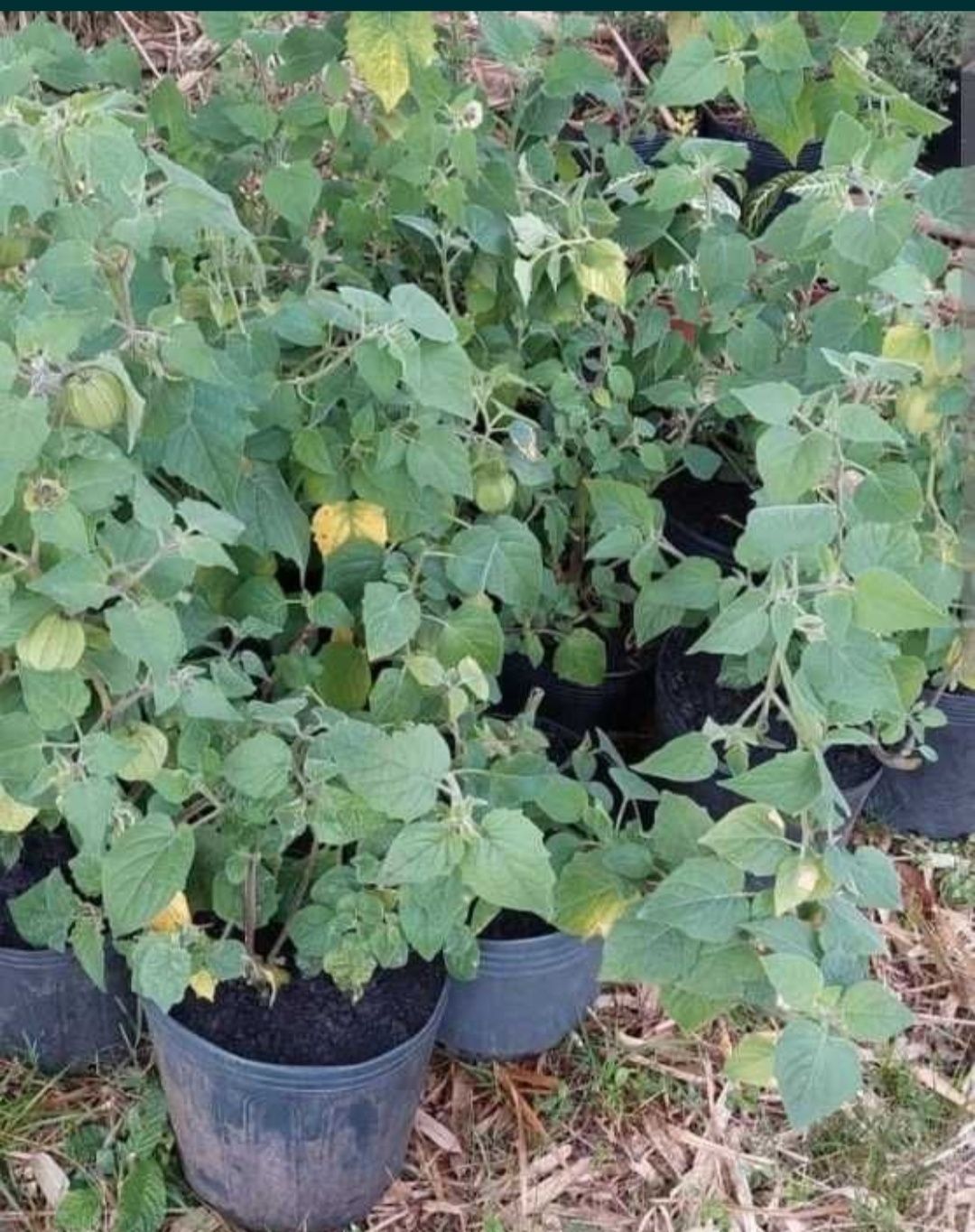 Physalia o physalis