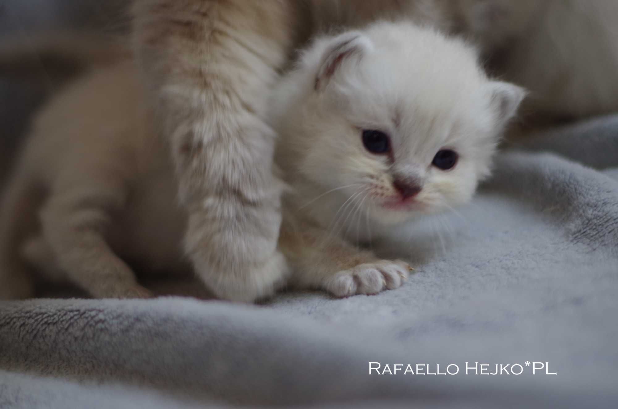 Kochane Kocięta Ragdoll Profesjonalna Hodowla FIFe RODOWÓD FPL