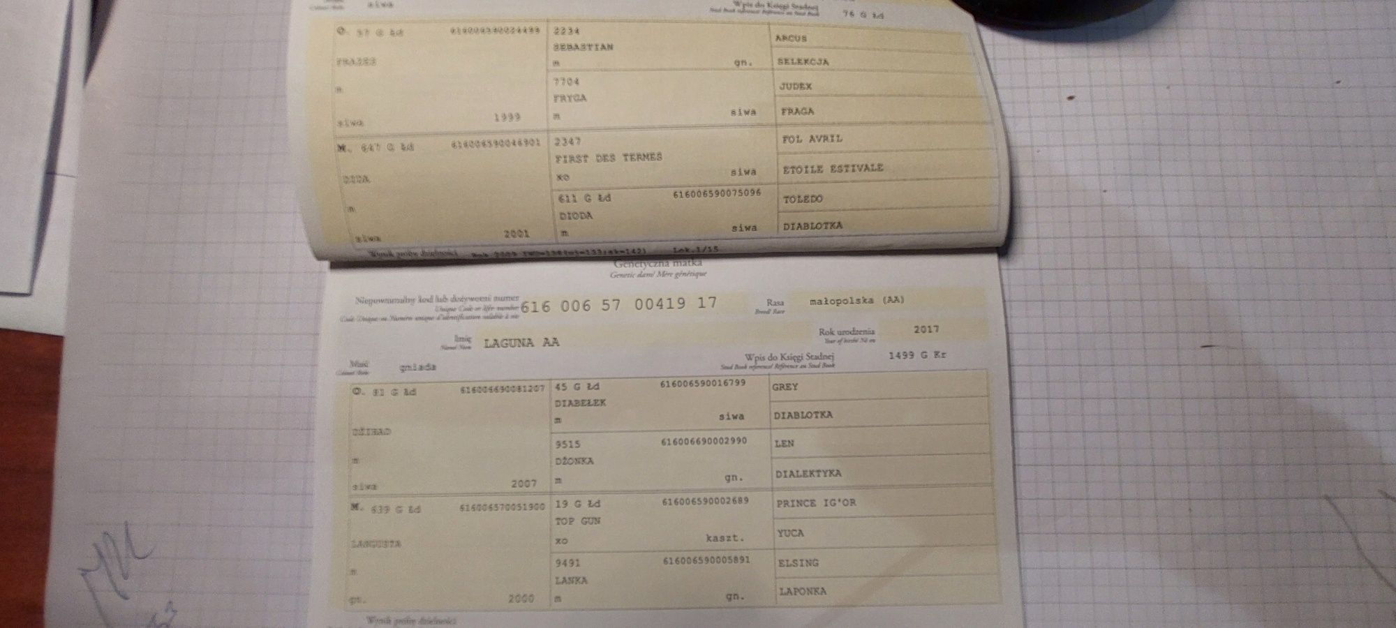 2,5  Lata Małopolska klacz programowa z bardzo dobrym pochodzeniem spo