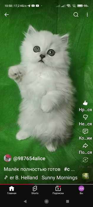 Хайленд серебристый шиншилла белый