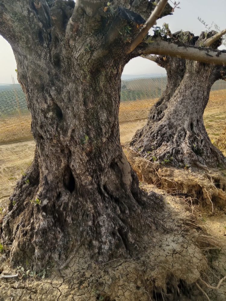 Oliveira centenarias