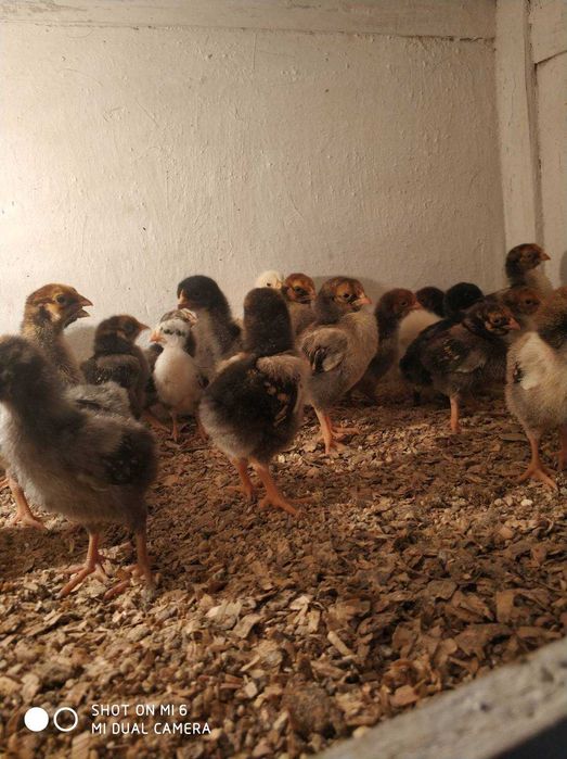 Кури, курчата віандота різних окрасів