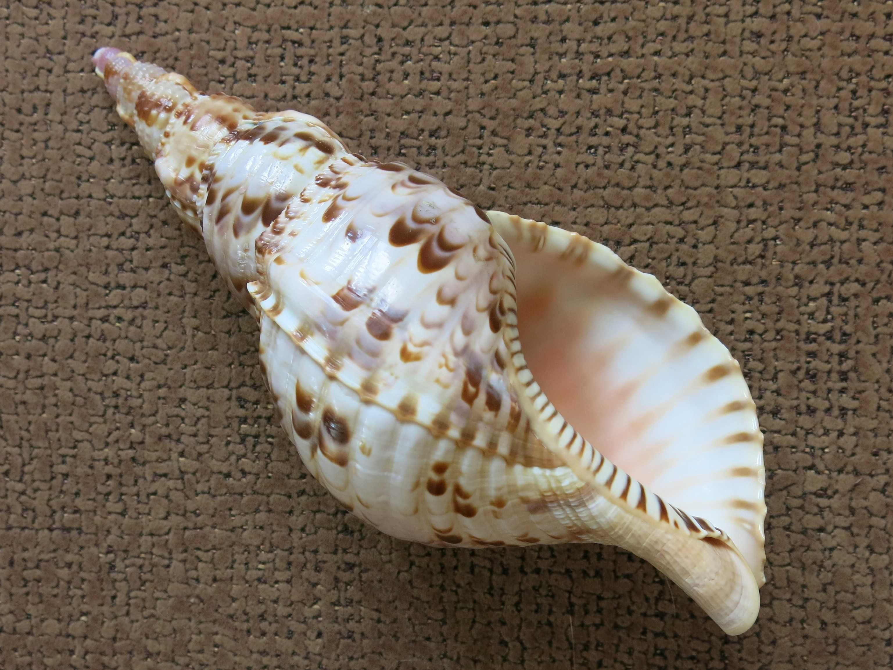 Trąba Trytona, Charonia tritonis, muszla morska 20,7 cm