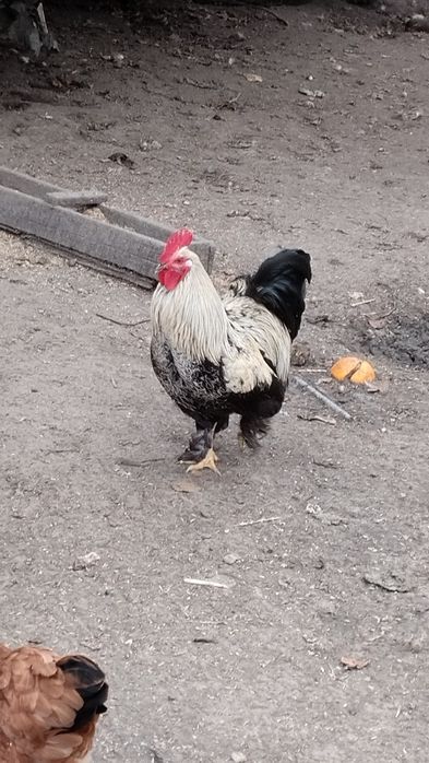 Mieszanka z  kochina na sprzedarz