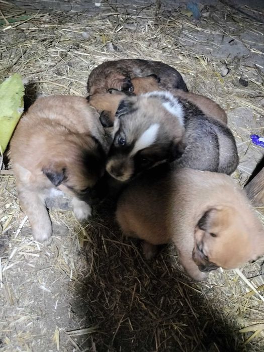 Oddam pieski w dobre ręce