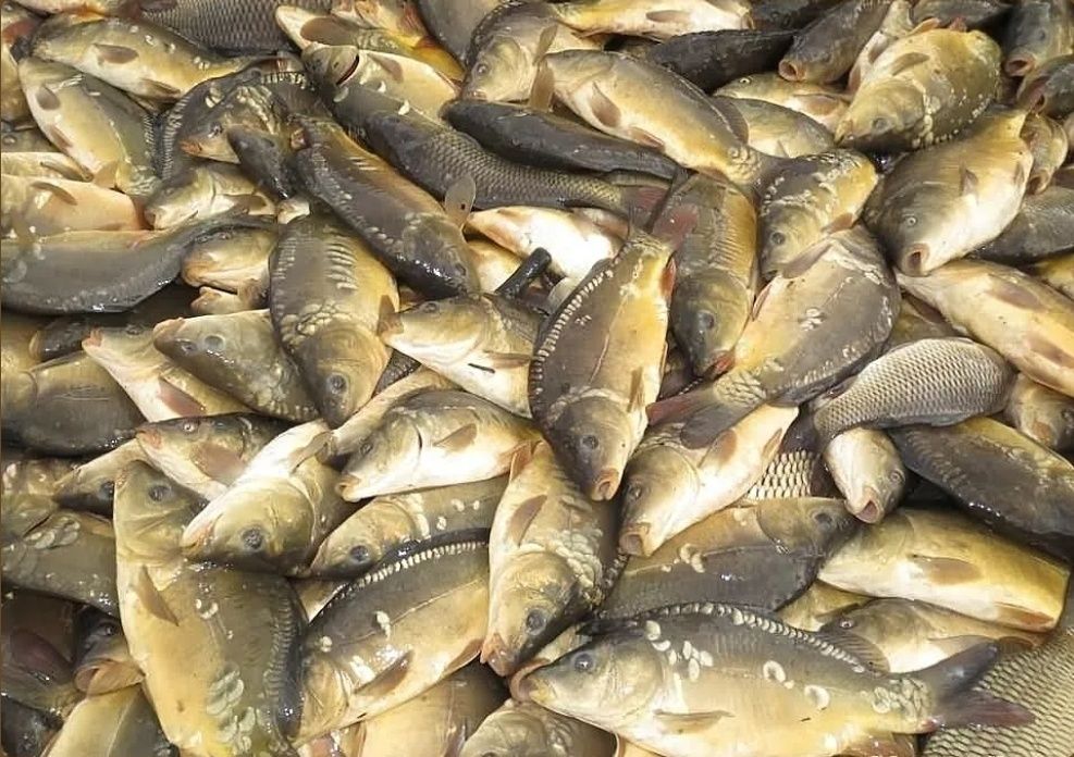 Karp żywy Wigilijny, Amur