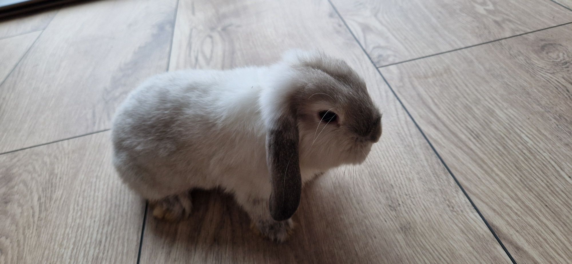 Mini lop samczyk