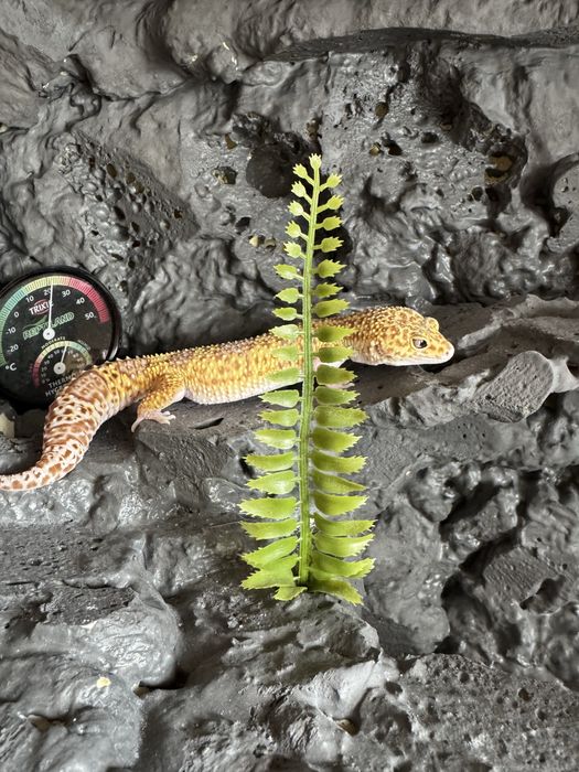 Gekon lamparci!! Banded RAPTOR ( snake eyes )!! młoda samiczka!!