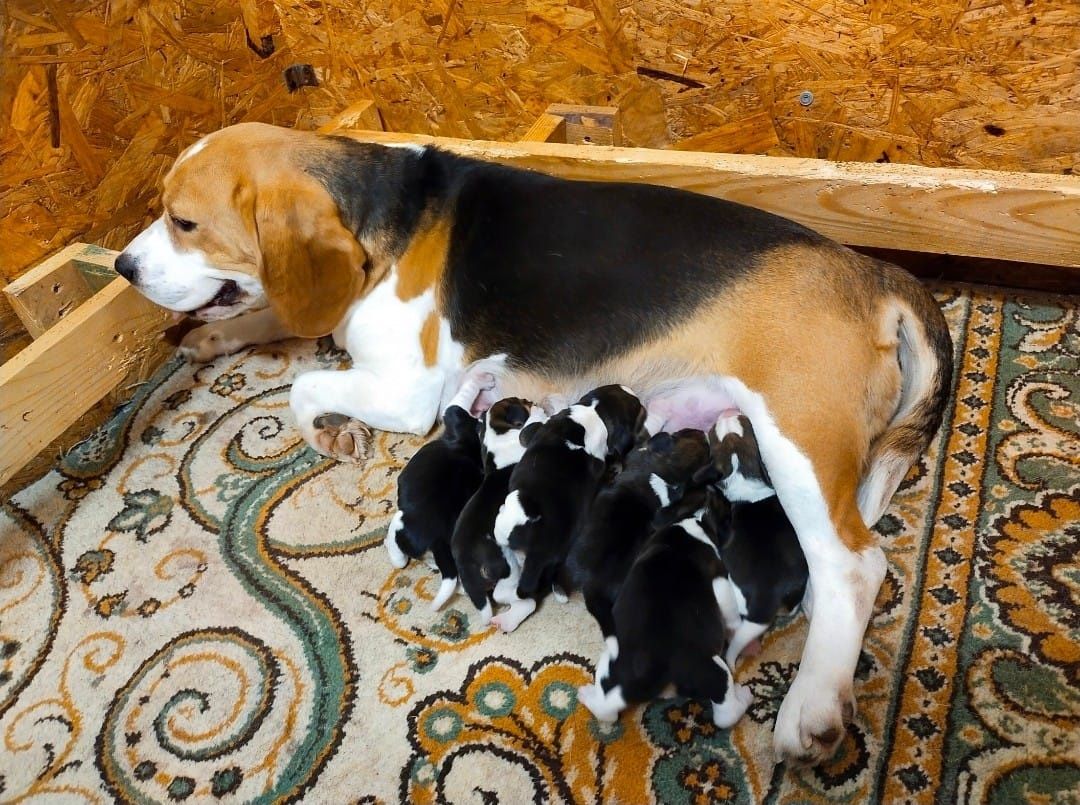 Szczeniaka Beagle
