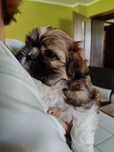 Piesek shih TZU z metrykom