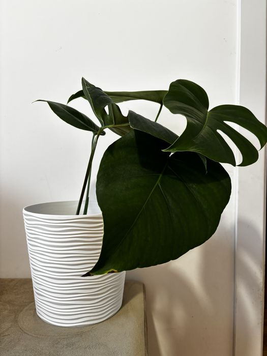 Розкішна Монстера