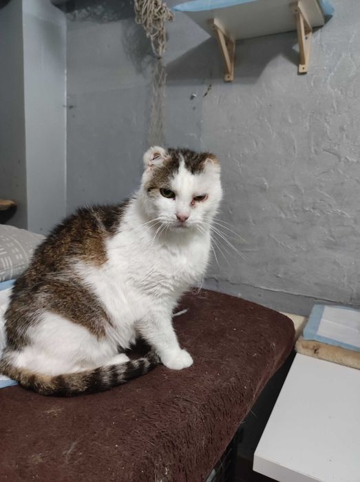 Maciuś szuka kochającego domu tymczasowego / stałego - kot do adopcji