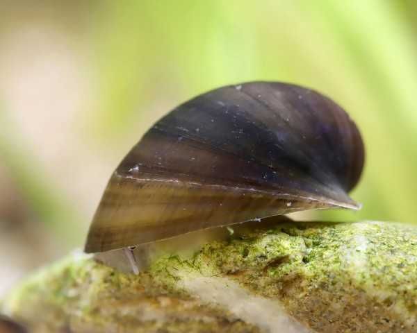 Ślimak BATMAN - Neripteron tahitensis - dowozimy, wysyłamy