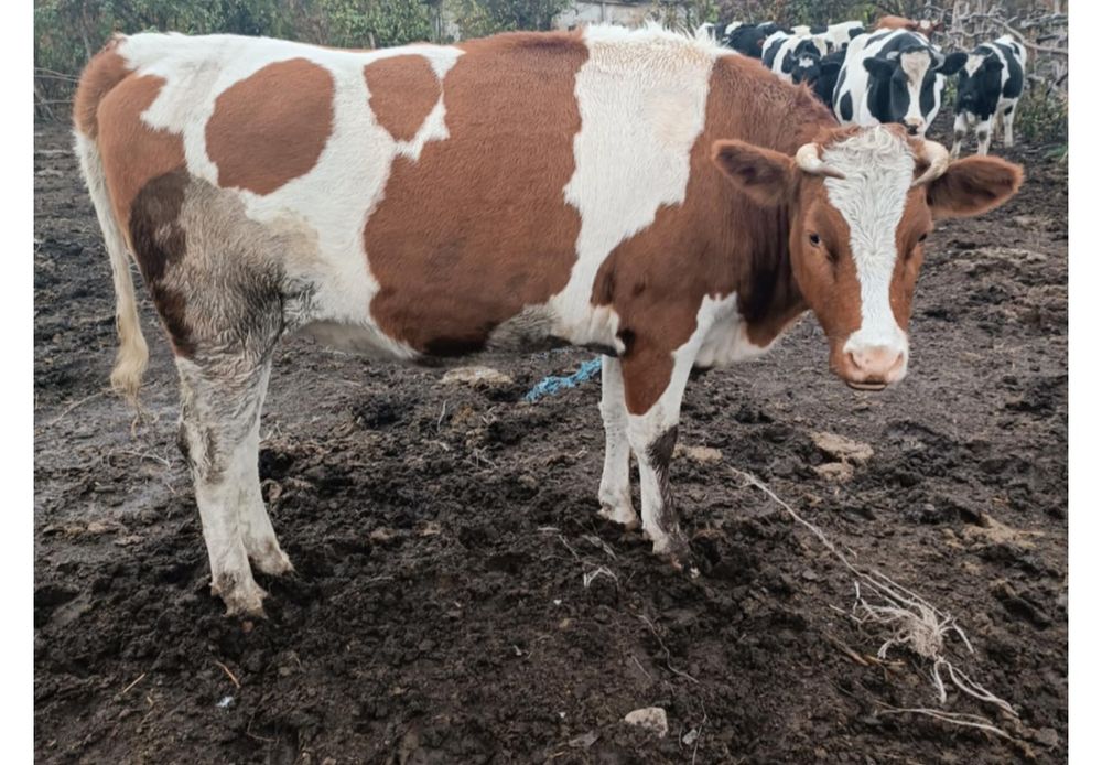 Продам дві тільних теличок