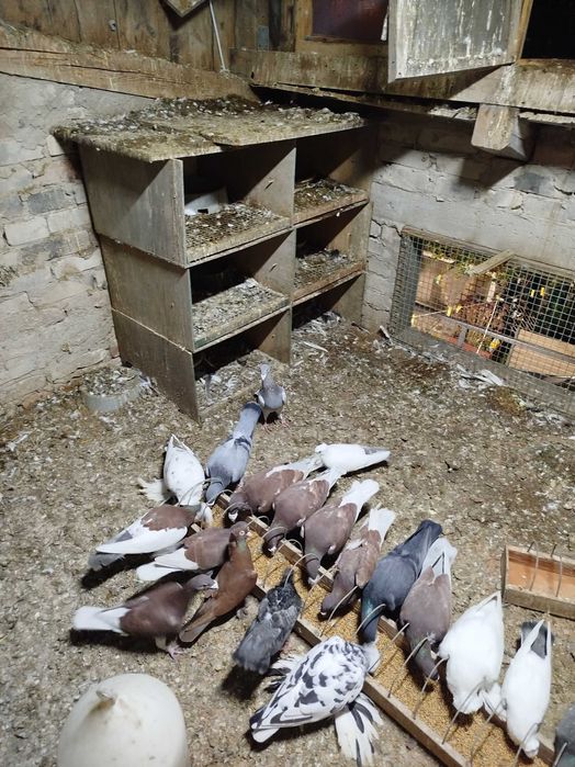 Gołębie rasowe - likwidacja hodowli.