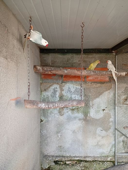 Ring neck fêmeas 2025