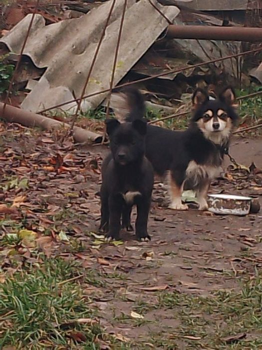 Цуценя колокольчик