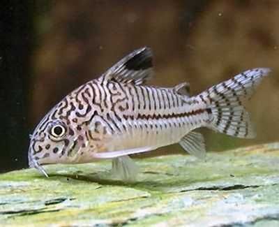 Corydora Julli Grande