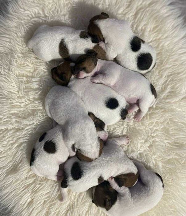 Jack Russell Terrier - szczeniak do rezerwacji