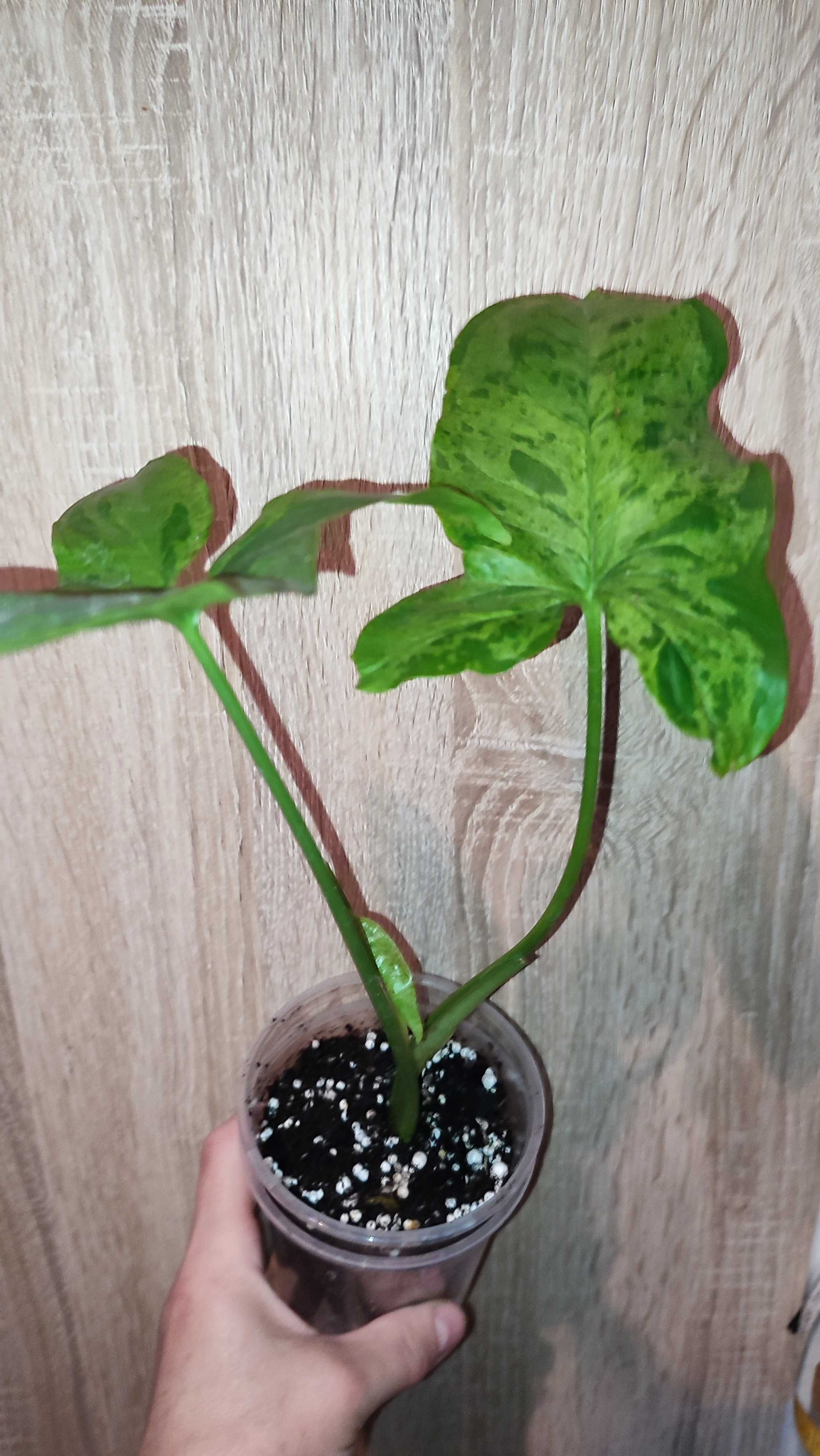 Syngonium Mottled Mojito
