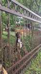 Pies  Kelpie do oddania