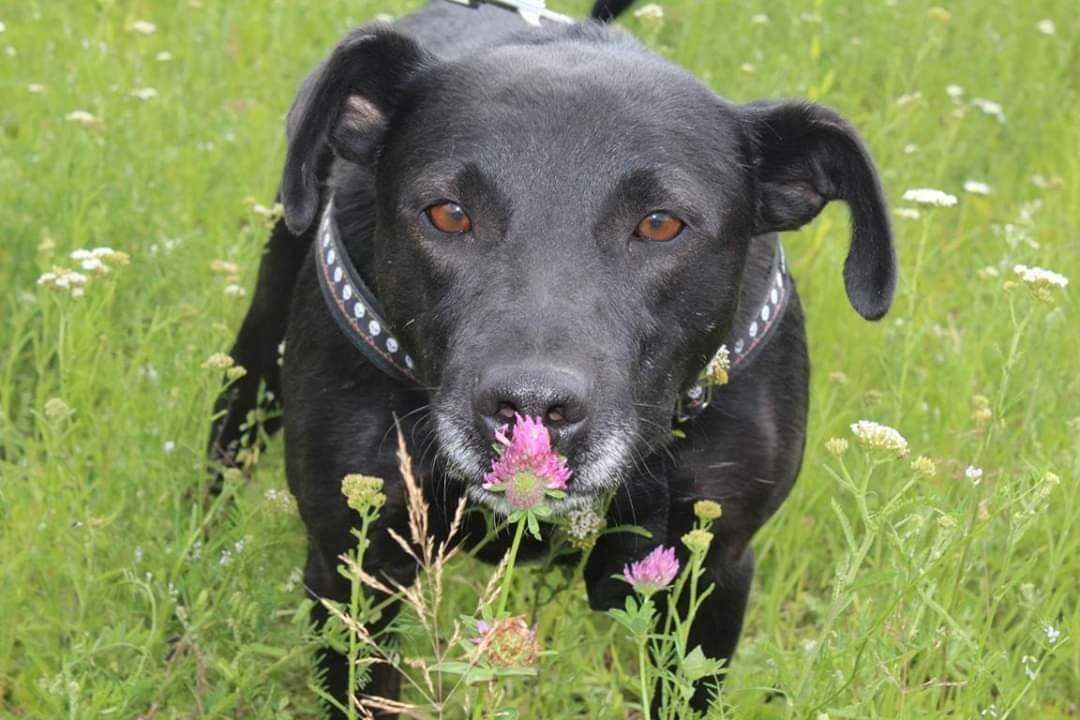 Spojdz, pokochaj, adoptuj. Bayron czeka na dom