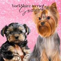 Yorkshire terrier