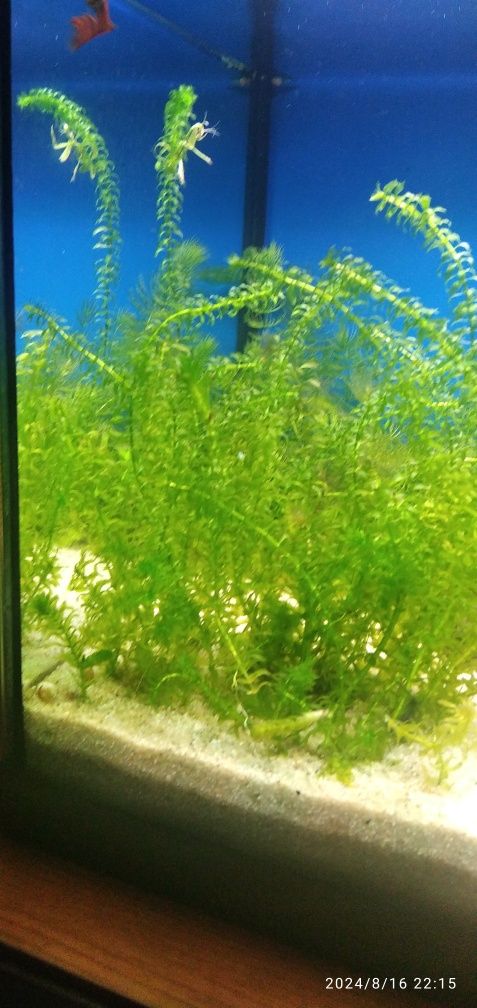 Plantas   Eleodea